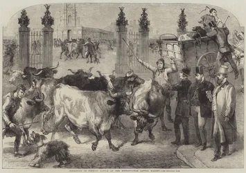 Inspektion von ausländischem Vieh auf dem Metropolitan Cattle Market